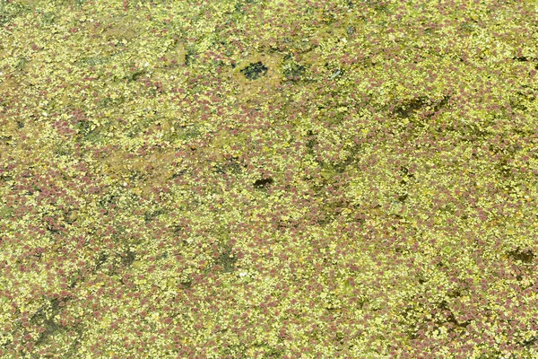 Sivrisinek fern veya azolla ve duckweed gölet kapatın