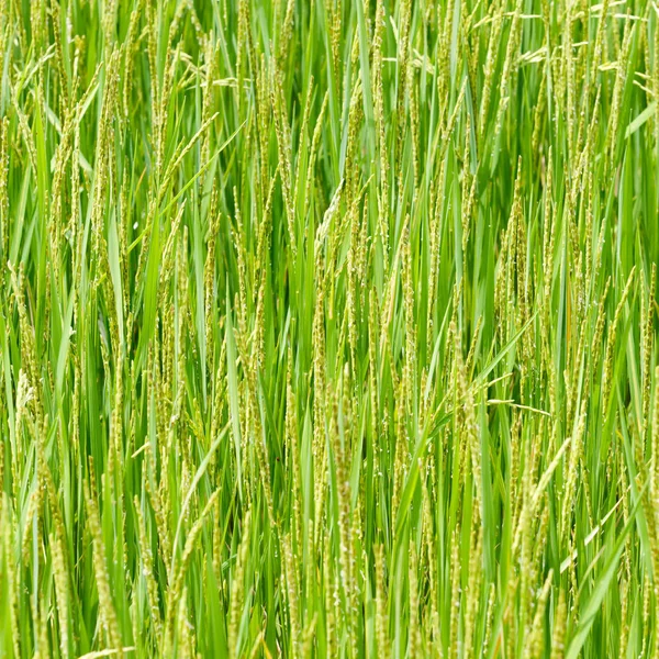 Orecchio di risaia — Foto Stock