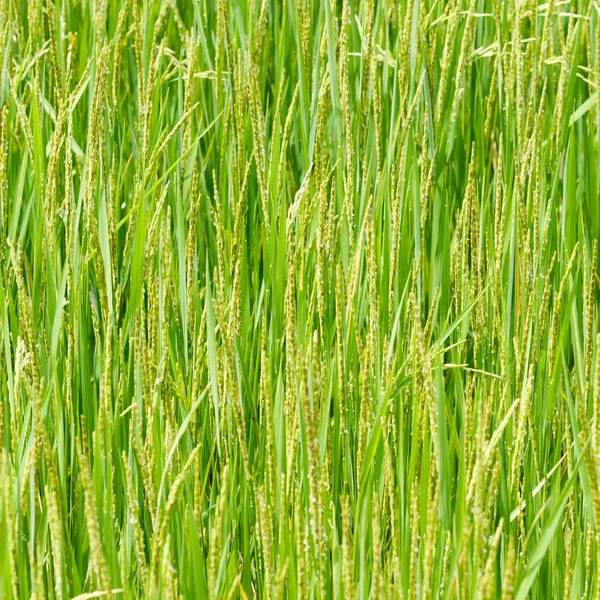 Ear of paddy — Stock Photo, Image