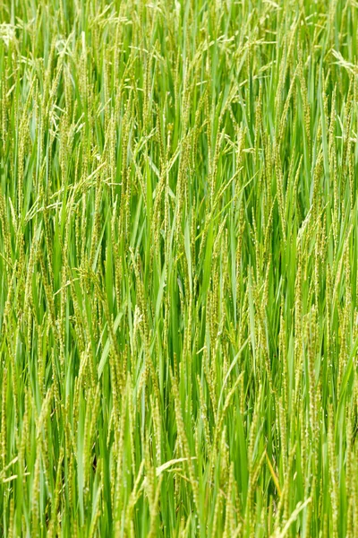 Ear of paddy — Stock Photo, Image