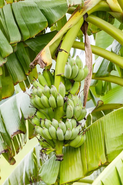 Banane auf Baum — Stockfoto