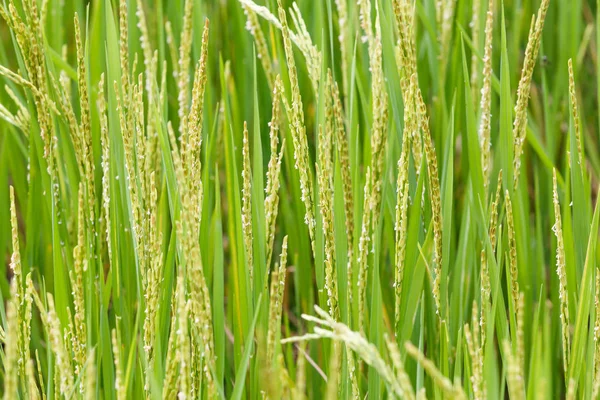 Close Orecchio Risone Riso Campo Biologico Concetto Agricoltura — Foto Stock