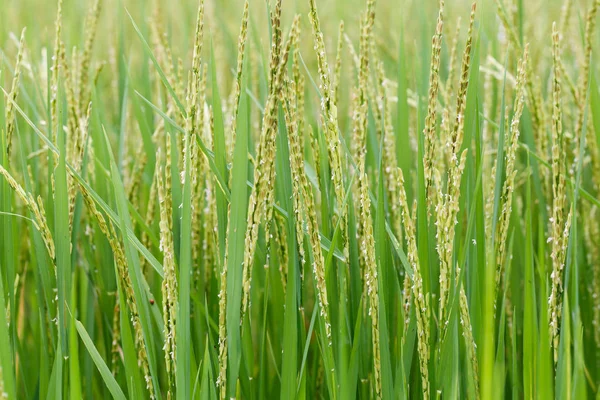 水稻的耳朵 — 图库照片