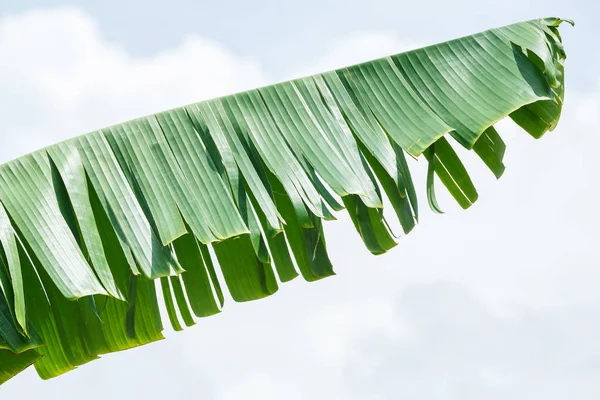 Textur der Bananenblätter — Stockfoto