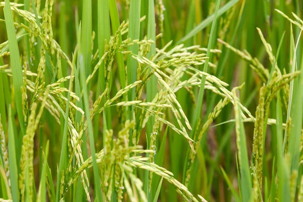 水稻的耳朵 — 图库照片
