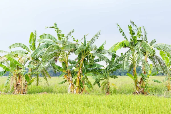 Thailändische Bananenplantage — Stockfoto