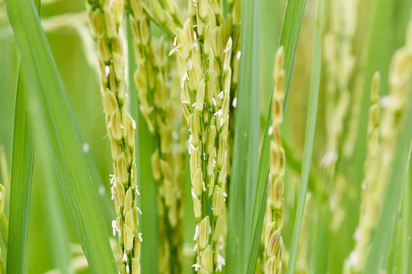Orecchio di risaia — Foto Stock