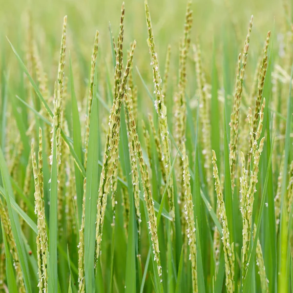 Nahaufnahme Von Reis Oder Reis Bio Feld Landwirtschaftliches Konzept — Stockfoto
