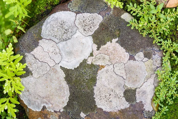Lichen Abstrait Sur Pierre Dans Forêt Concept Écologique — Photo