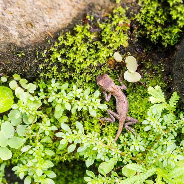 Close Little Lizard Moss Fern Park — Stock Photo, Image