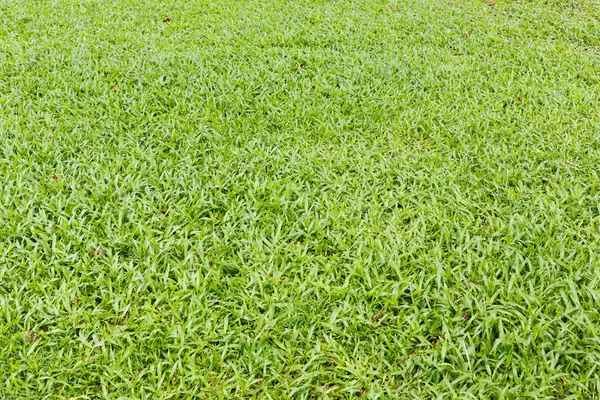 Close Green Color Grass Lawn Ecology Concept — Stock Photo, Image