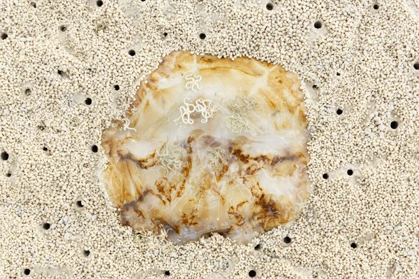 Zamknij Się Martwymi Meduzy Kruche Starfish Plaży — Zdjęcie stockowe
