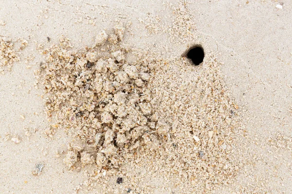 Abstrakta Stora Ghost Krabba Hål Stranden Liten Varelse — Stockfoto
