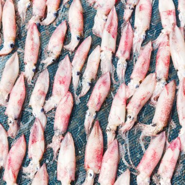 Kurutma veya kurutulmuş kalamar güneş ışığı plastik net, gıda koruma kavramı üzerinde ısı tarafından