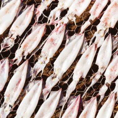 Tel ağ, gıda koruma kavramı üzerinde güneş ısı tarafından kuruma veya kurutulmuş kalamar