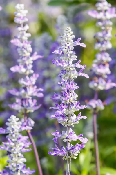 Close Purple Color Lavender Flower Garden — Stock Photo, Image