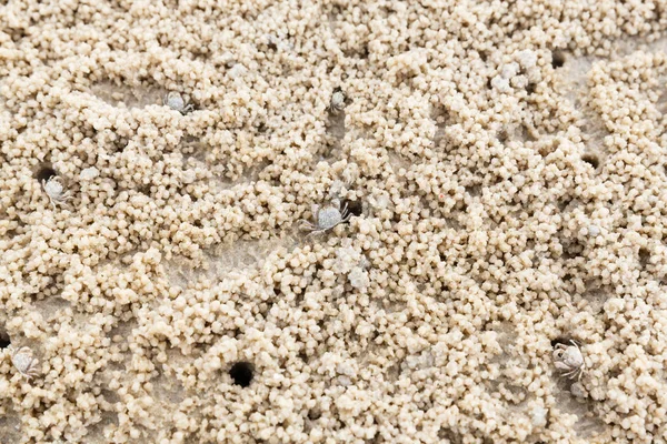 Abstract Ghost Crab Hole Beach Small Creature — Stock Photo, Image