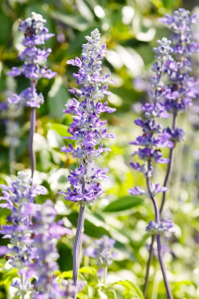 Close Purple Color Lavender Flower Garden — Stock Photo, Image