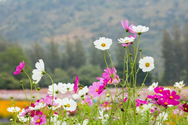 Doğadaki Kozmos Çiçeği — Stok fotoğraf