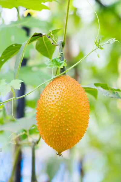 Momordica cochinchinensis fruit — Stock Photo, Image
