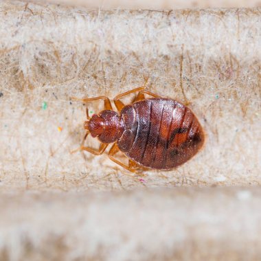 Close up adult cimex hemipterus on corrugated recycled paper, bedbug, blood sucker clipart
