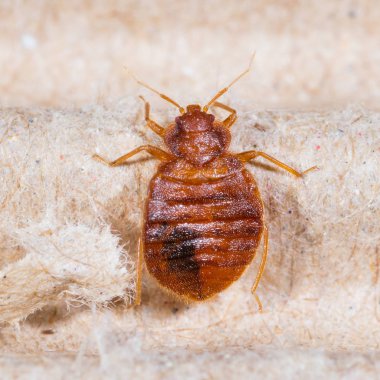 Close up adult cimex lectularius on corrugated recycled paper, bedbug, blood sucker clipart