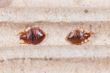 Yetişkin cimex hemipterus oluklu geri dönüşümlü kağıt, tahtakurusu, kan emici kapatın