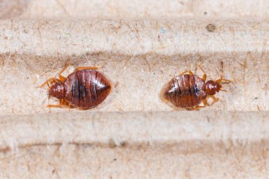 Close up adult cimex hemipterus on corrugated recycled paper, bedbug, blood sucker clipart