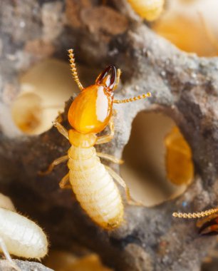 Termitler veya beyaz karıncalar yok kapatın