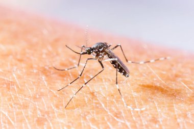 Nades albopictus sivrisinek