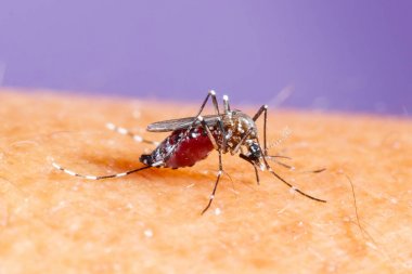 Aedes albopictus sivrisinek