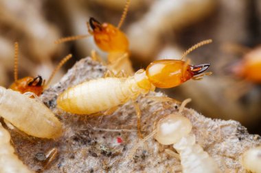 Close up termites or white ants destroyed clipart