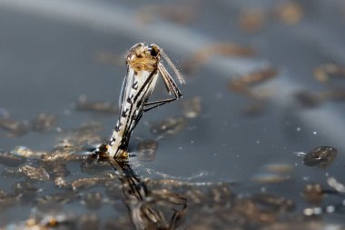 Newborn aedes albopictus mosquito clipart