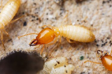 Termites or white ants clipart