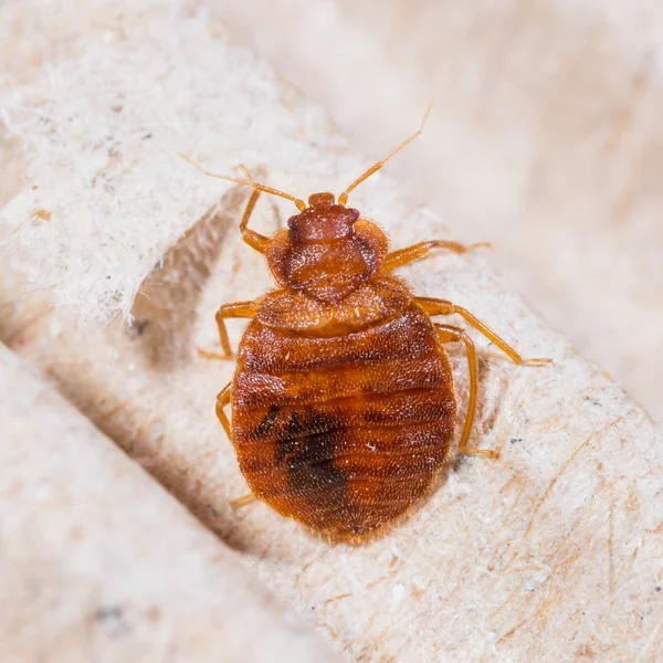 Close Adult Cimex Lectularius Corrugated Recycled Paper Bedbug Blood Sucker — Stock Photo, Image