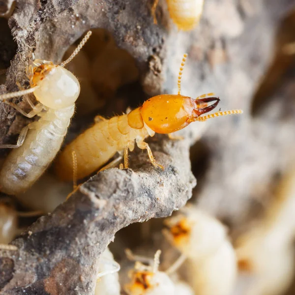 Close Termites White Ants Destroyed — Stock Photo, Image