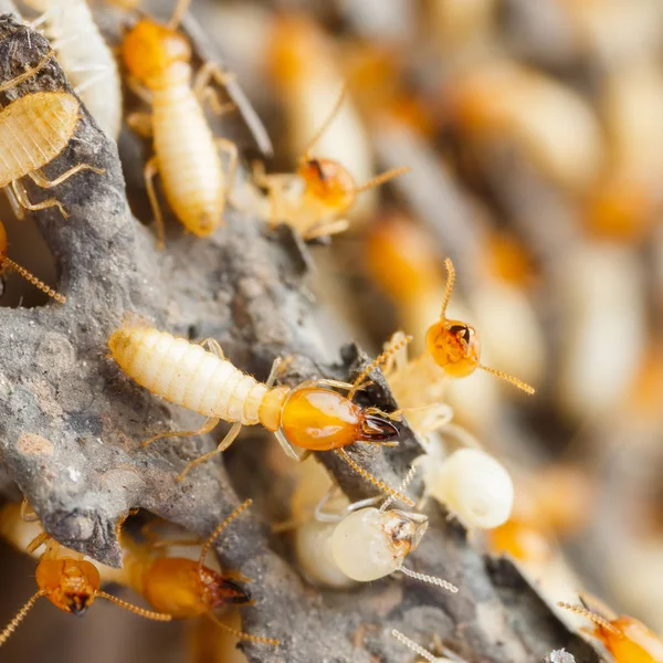 Close up termites or white ants destroyed