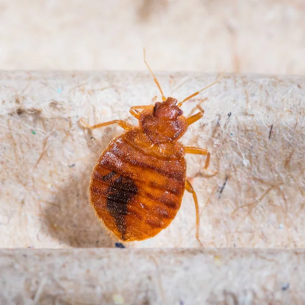 Gros Plan Adulte Cimex Lectularius Sur Papier Ondulé Recyclé Punaise — Photo