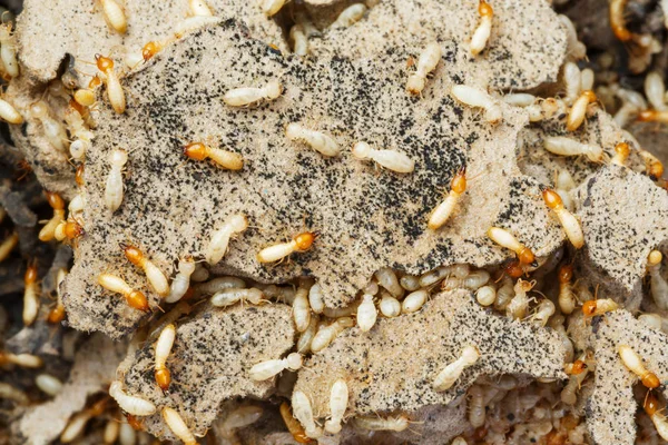 Close Termites White Ants Destroyed — Stock Photo, Image