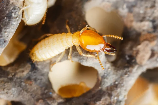 Cerca Termitas Hormigas Blancas Destruidas — Foto de Stock