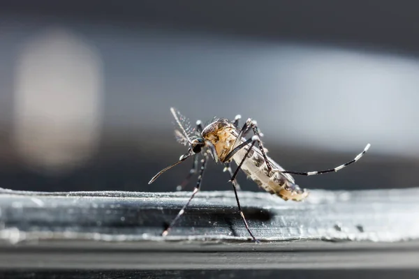 Primer Plano Recién Nacido Aedes Albopictus Mosquito Plaga Animal Contagio — Foto de Stock