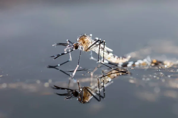 Bliska Noworodka Komara Aedes Albopictus Szkodników Zwierzęcych Zaraza — Zdjęcie stockowe