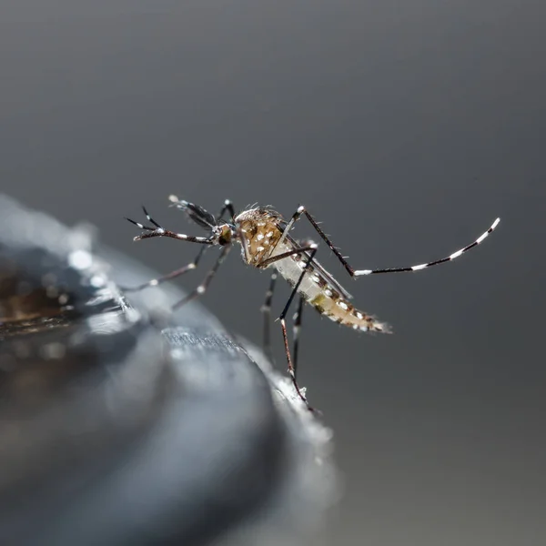 近くには新生児ヒトスジシマカ蚊 害虫動物 — ストック写真