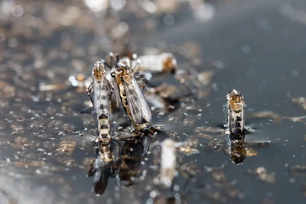 Close Mosquito Recém Nascido Aedes Albopictus Animal Praga Contágio — Fotografia de Stock