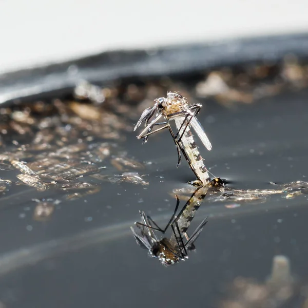 Yeni doğan aedes albopictus sivrisinek — Stok fotoğraf