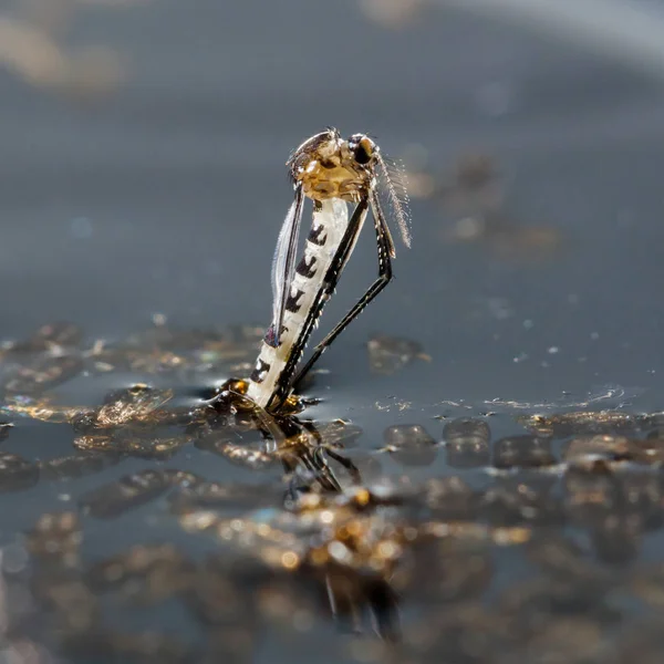 Moustique nouveau-né aedes albopictus — Photo