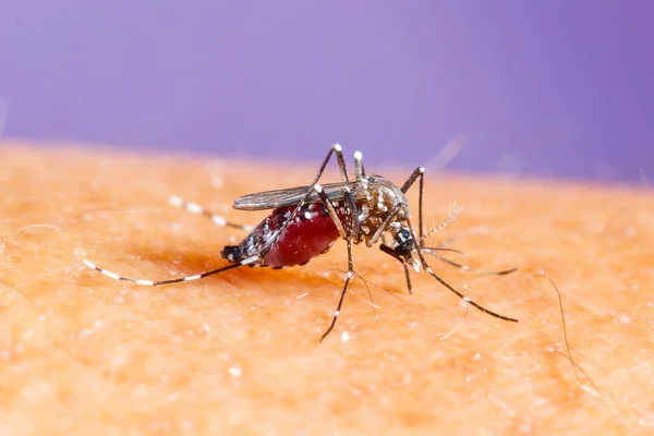 Komár Aedes albopictus — Stock fotografie