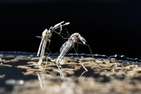 Yeni doğan Anofel dirus sivrisinek — Stok fotoğraf