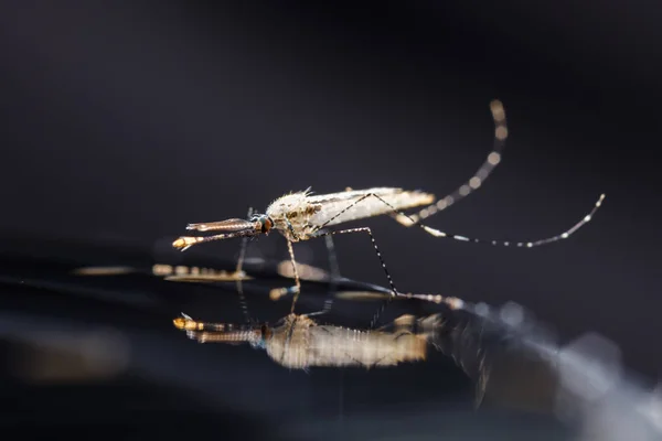 Close Mosquito Recém Nascido Anopheles Dirus Animal Praga Contágio — Fotografia de Stock