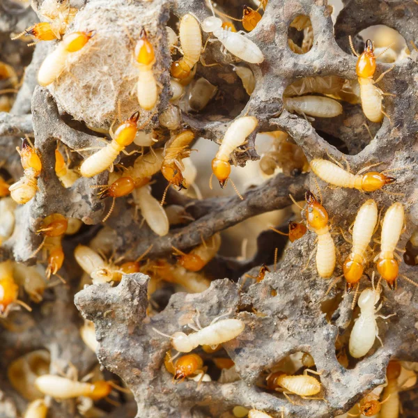 Bliska Termity Lub Białe Mrówki Zniszczone — Zdjęcie stockowe